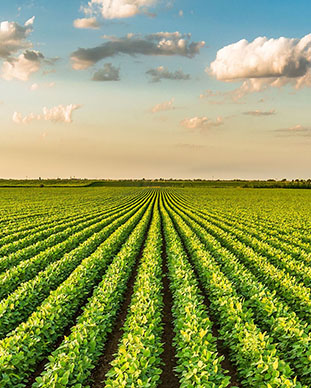 Corporate Information