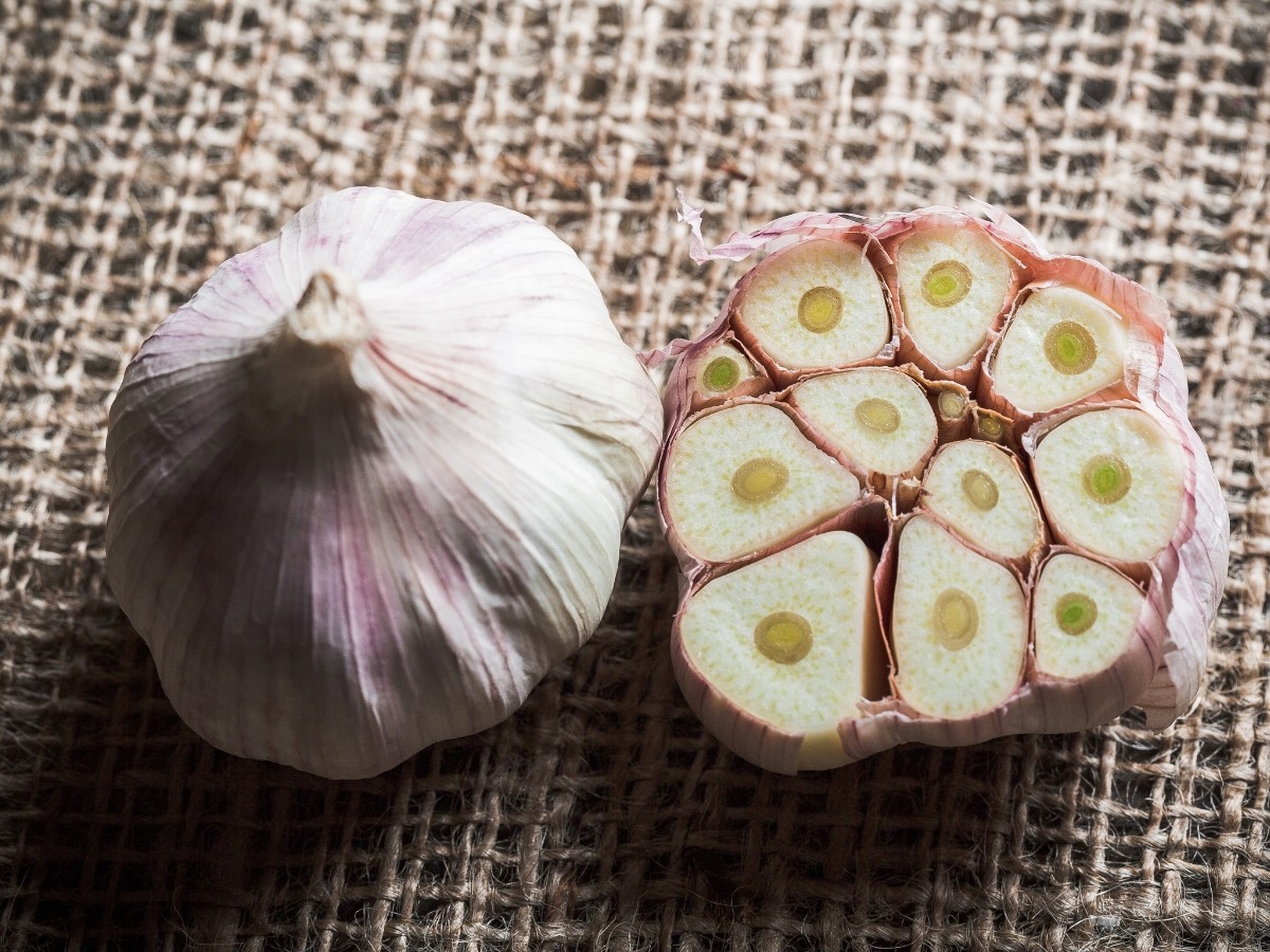 Aged-GARLIC-to-REDUCE-BLOOD-PRESSURE-2