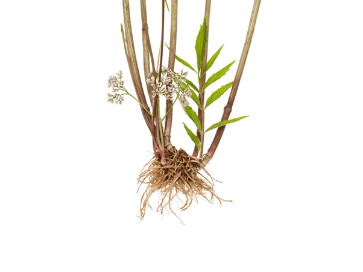 How Valerian can Help you Sleep Better this Christmas NutriScience