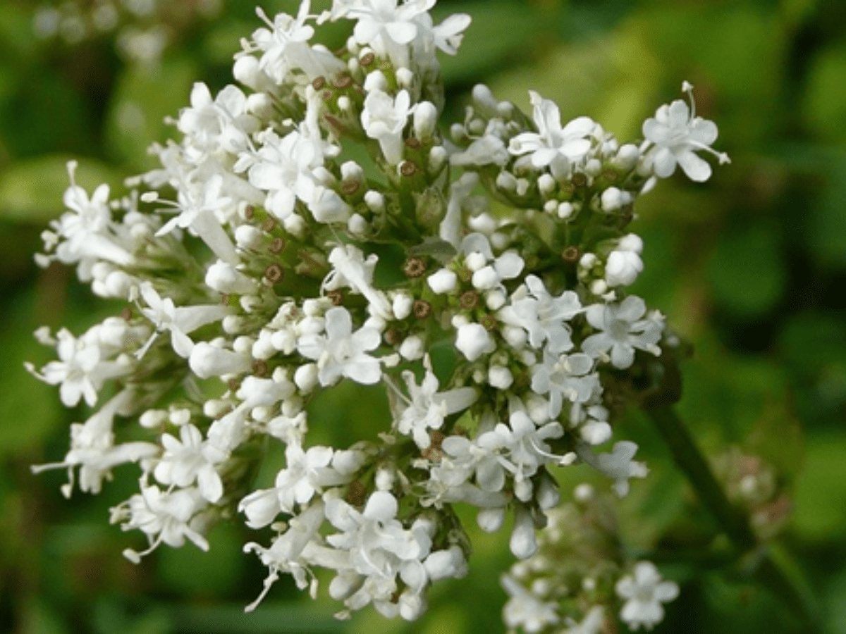 Close up shot of Valeriana Officinalis in the wild.