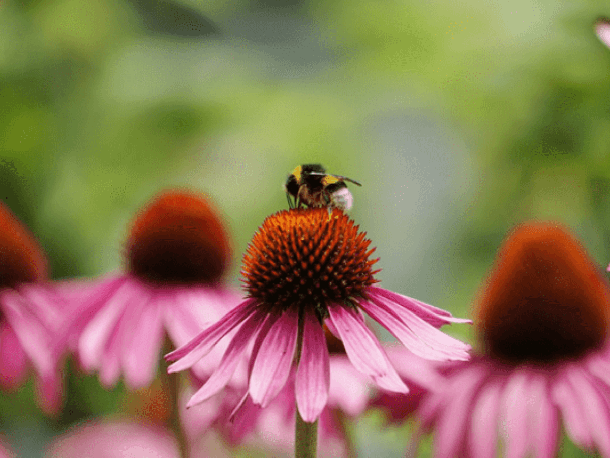 Four coneflowers with one focused at the camera. Bumblebee sitting on top of it.