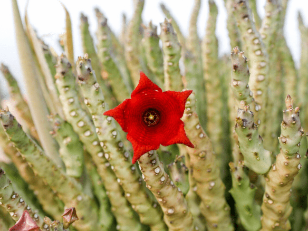 Red star-shaped flower at the top of a cactus like plant